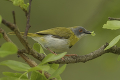 Apalis flavida