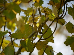Phylloscopus collybita