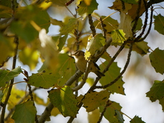 Phylloscopus collybita