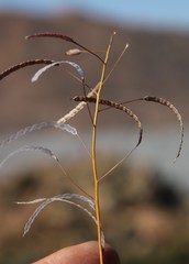 Heliophila variabilis
