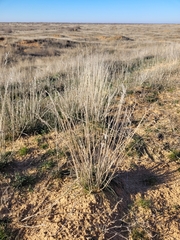 Poa bulbosa vivipara