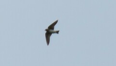 Petrochelidon pyrrhonota