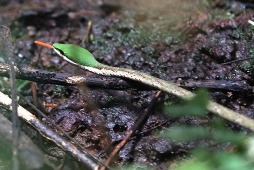 Photo of a Kirtland's Twig Snake (Thelotornis kirtlandii)