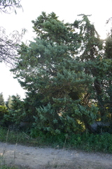 Cupressus sempervirens
