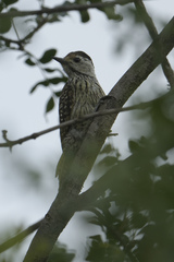 Chloropicus fuscescens