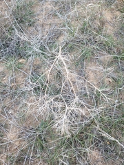 Ceratocarpus arenarius