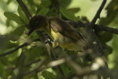 Chlorocichla flaviventris flaviventris