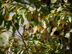 Phylloscopus collybita
