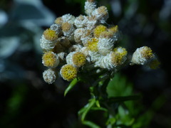 Helichrysum teretifolium