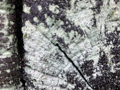 Lecanora strobilina