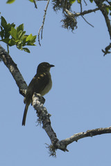 Andropadus importunus