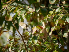 Phylloscopus collybita