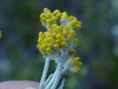 Helichrysum odoratissimum