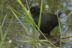 Zapornia flavirostra