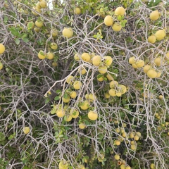 Diospyros intricata