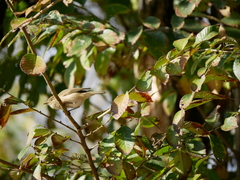 Phylloscopus collybita