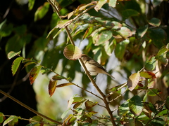Phylloscopus collybita