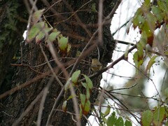 Phylloscopus collybita