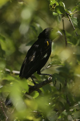 Euplectes albonotatus