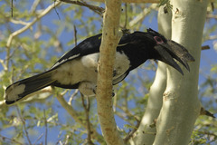 Bycanistes bucinator