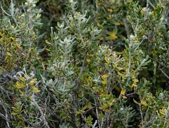 Chiliotrichum diffusum