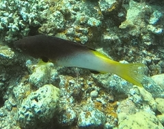 Bodianus axillaris
