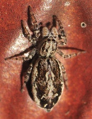 Pseudicius encarpatus