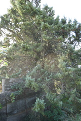 Cupressus sempervirens