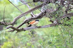 Centropus superciliosus burchellii