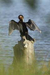 Anhinga rufa