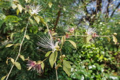Capparis zeylanica
