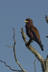 Eurystomus glaucurus