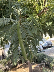 Cassia leptophylla