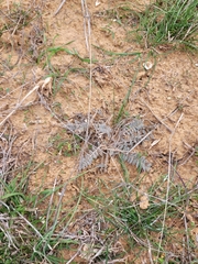 Astragalus dolichophyllus
