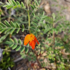 Adenophyllum speciosum