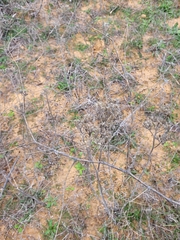 Helichrysum arenarium