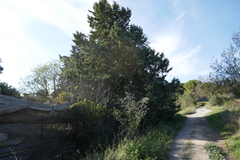 Cupressus sempervirens