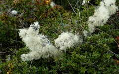 Usnea barbata