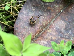 Diabroticina