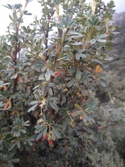 Polylepis