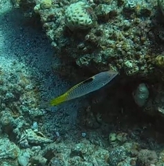 Halichoeres hortulanus