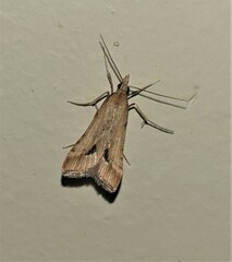 Diasemia monostigma