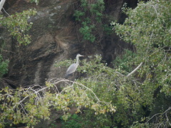 Ardea cinerea