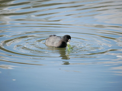 Fulica atra