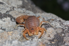 Parabuthus planicauda