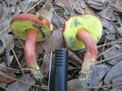 Hortiboletus campestris
