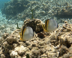 Chaetodon vagabundus