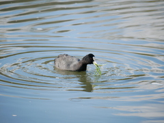 Fulica atra
