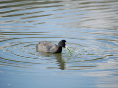Fulica atra