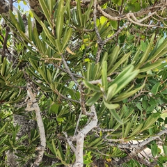 Forchhammeria watsonii